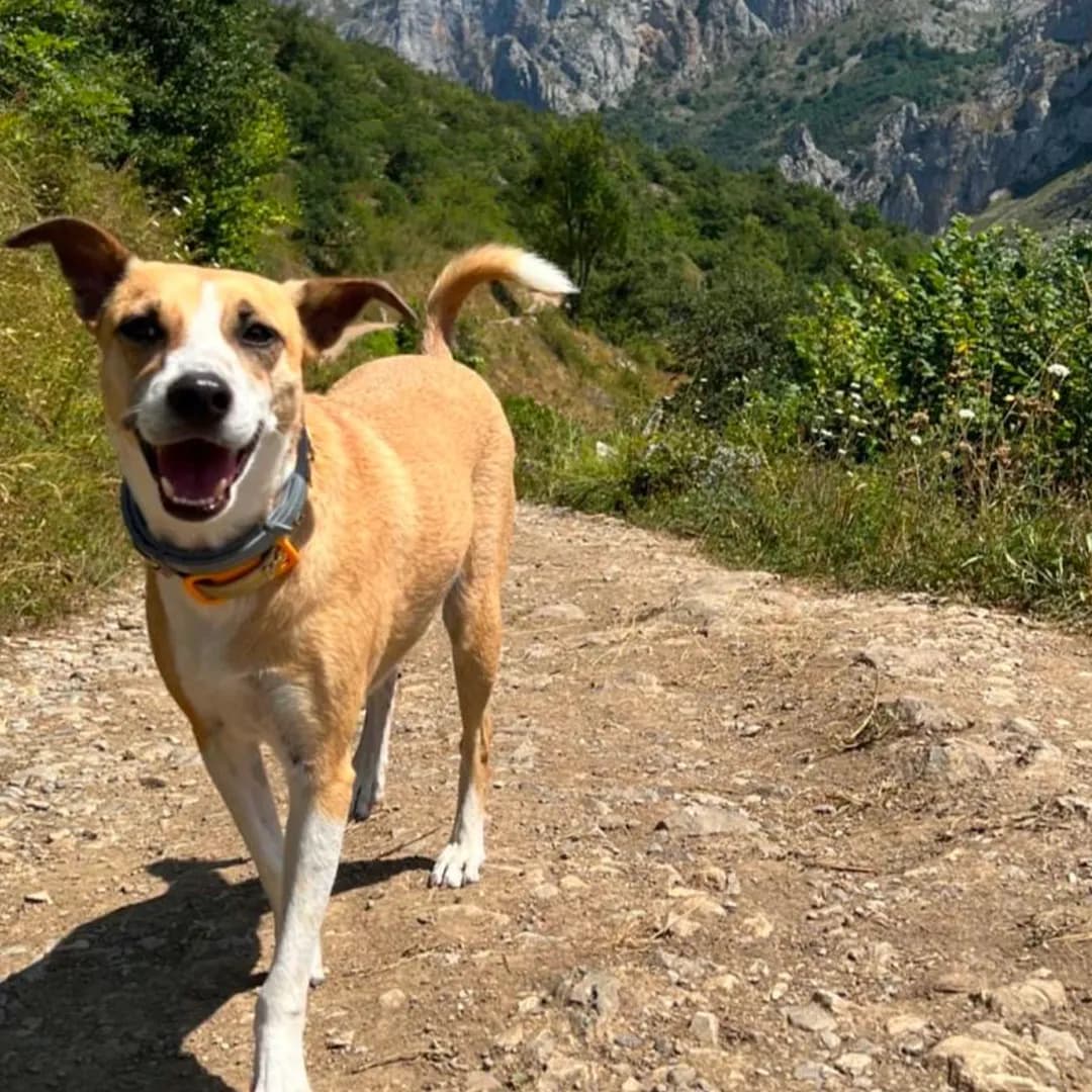 Maya